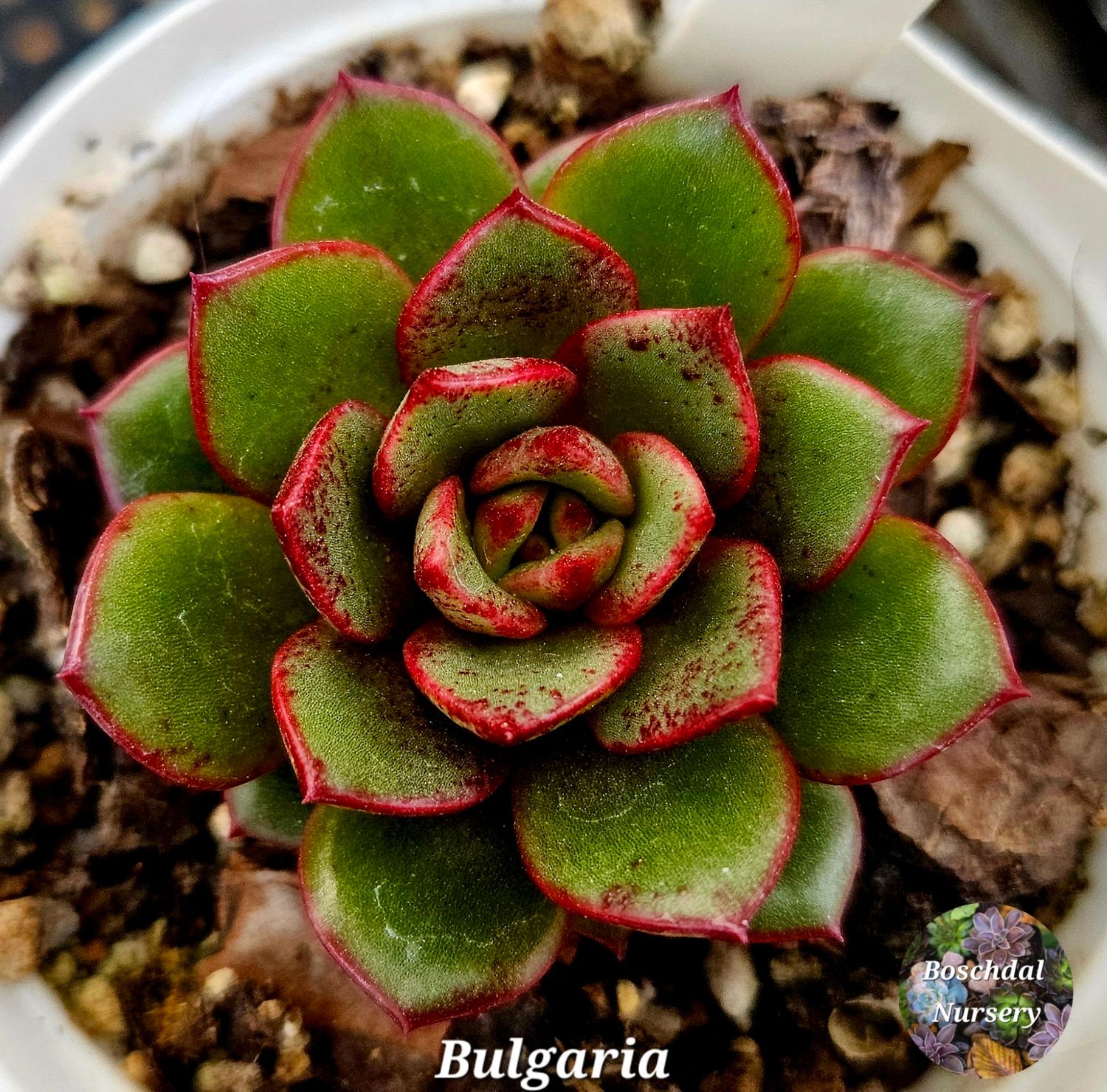 Echeveria Bulgaria