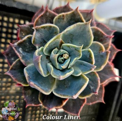 Echeveria Colour Liner