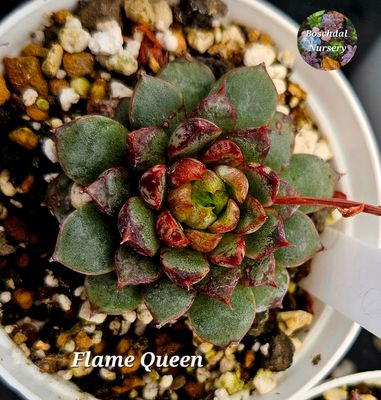 Echeveria Flame Queen