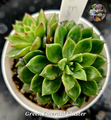 Echeveria Green Emerald Cluster