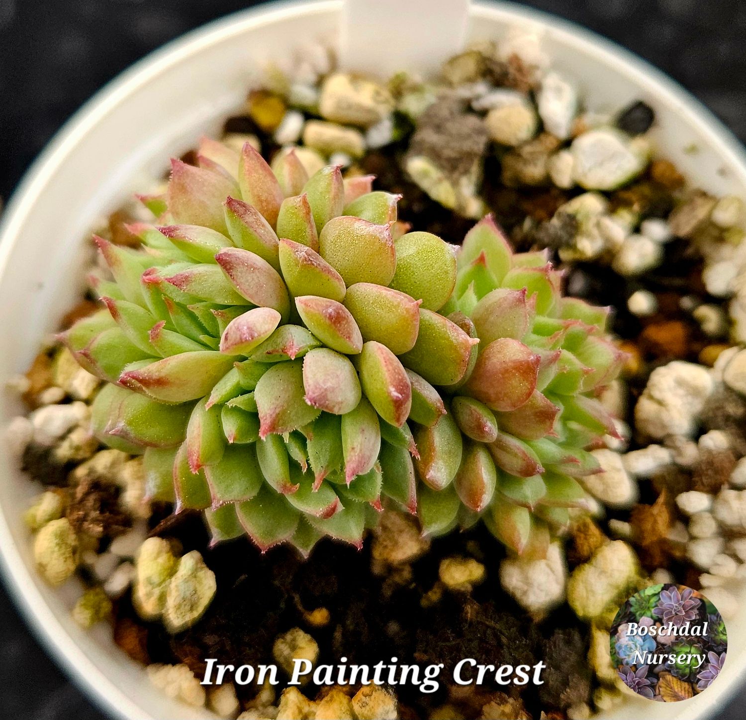 Echeveria Iron Painting Crest