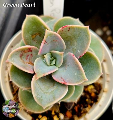 Echeveria Green Pearl