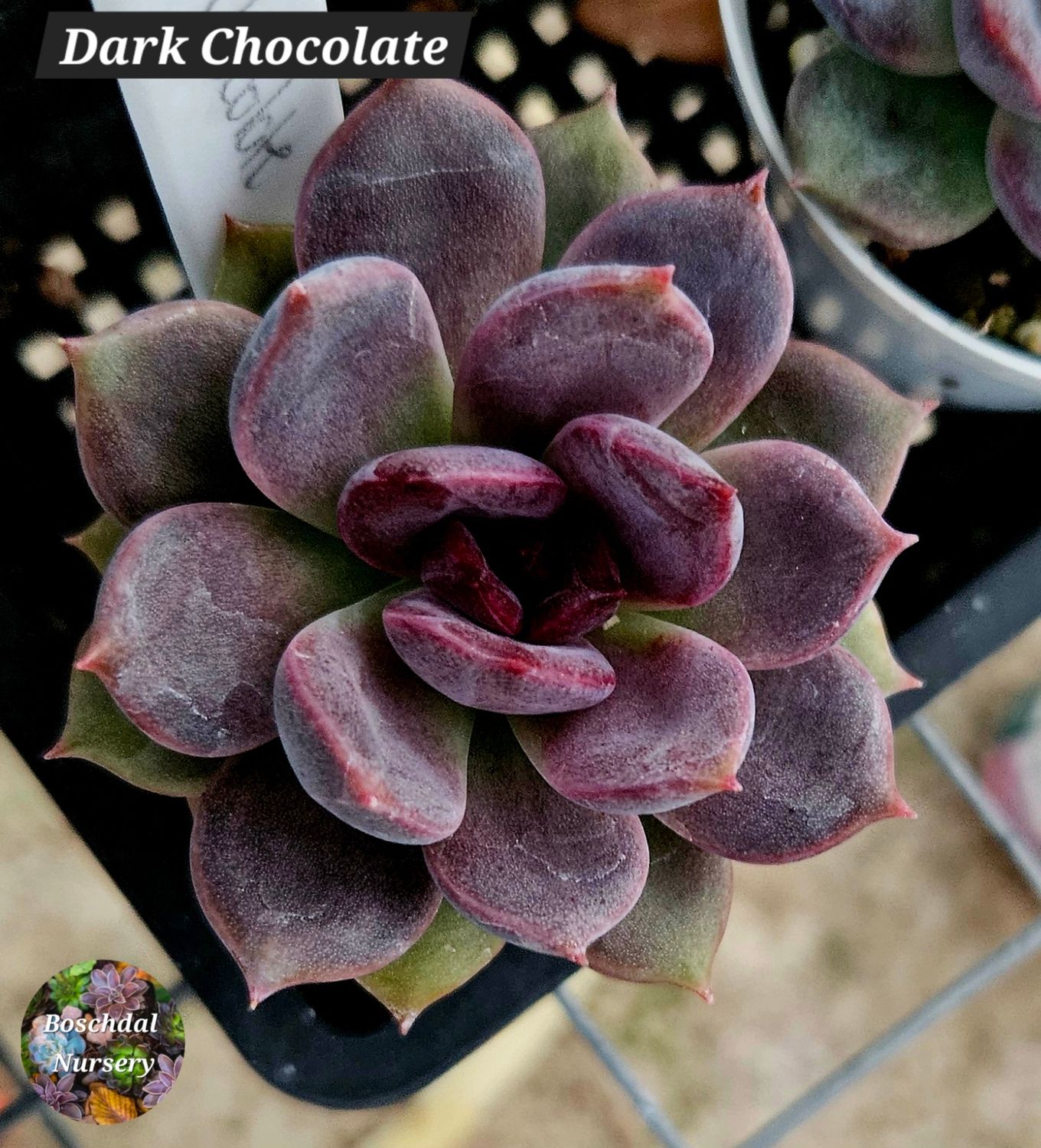 Echeveria Dark Chocolate