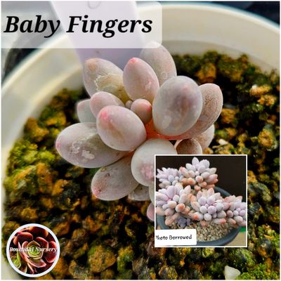 Pachyphytum Baby Finger Pachyphytum Baby Finger
