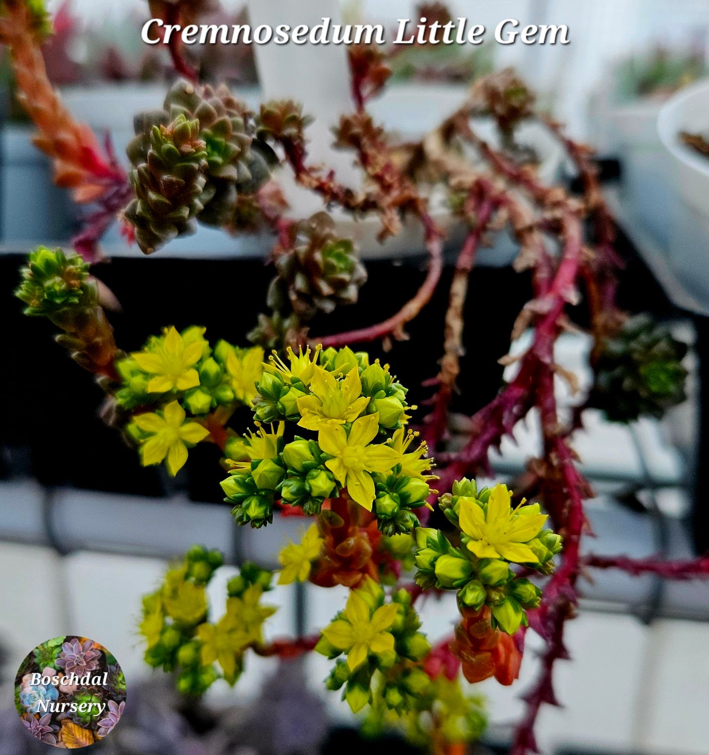 Cremnosedum Little Gem