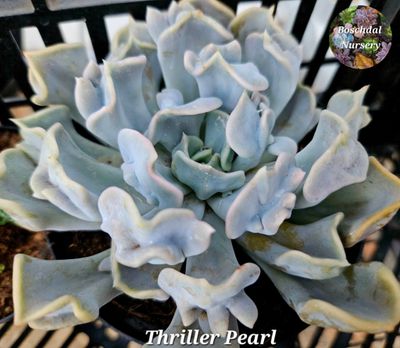 Echeveria Thriller Pearl