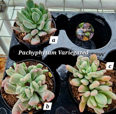 Pachyveria Scheideckeri Albocarinata