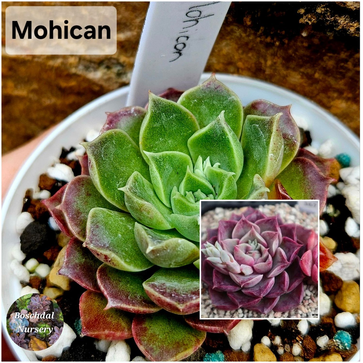 Echeveria Mohican Echeveria Mohican