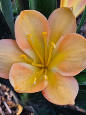 Beautiful peach Pink