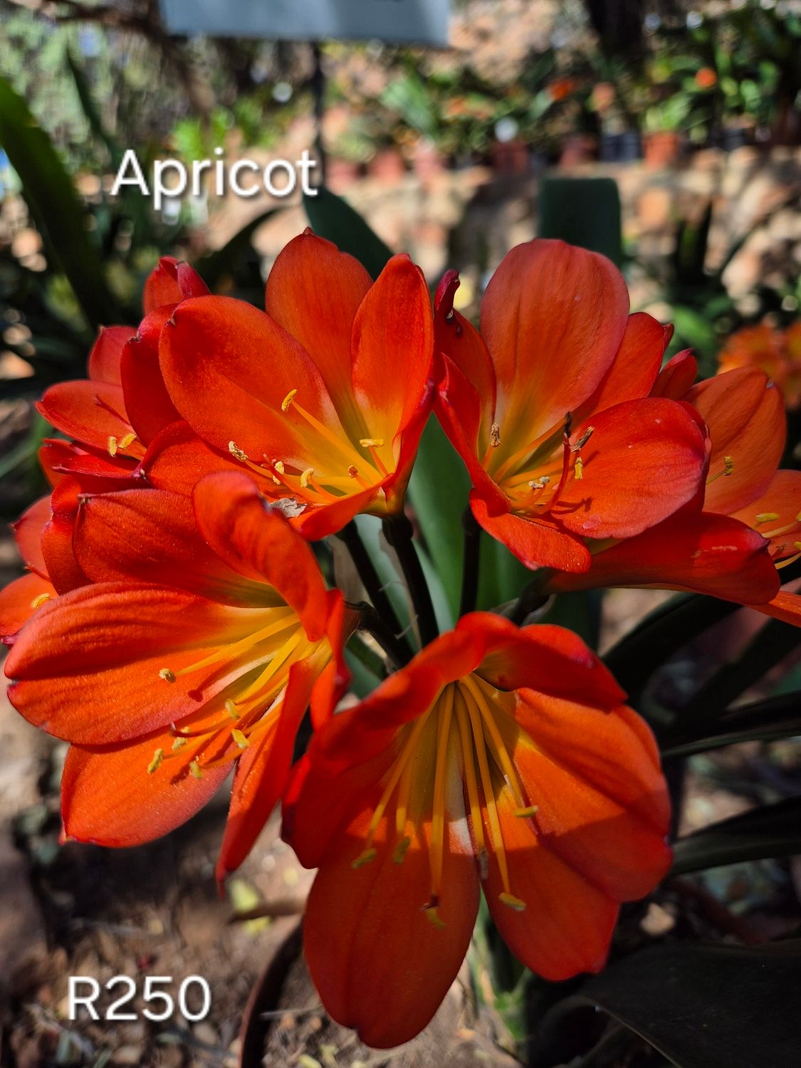 Apricot