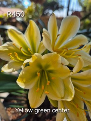 Yellow , green center