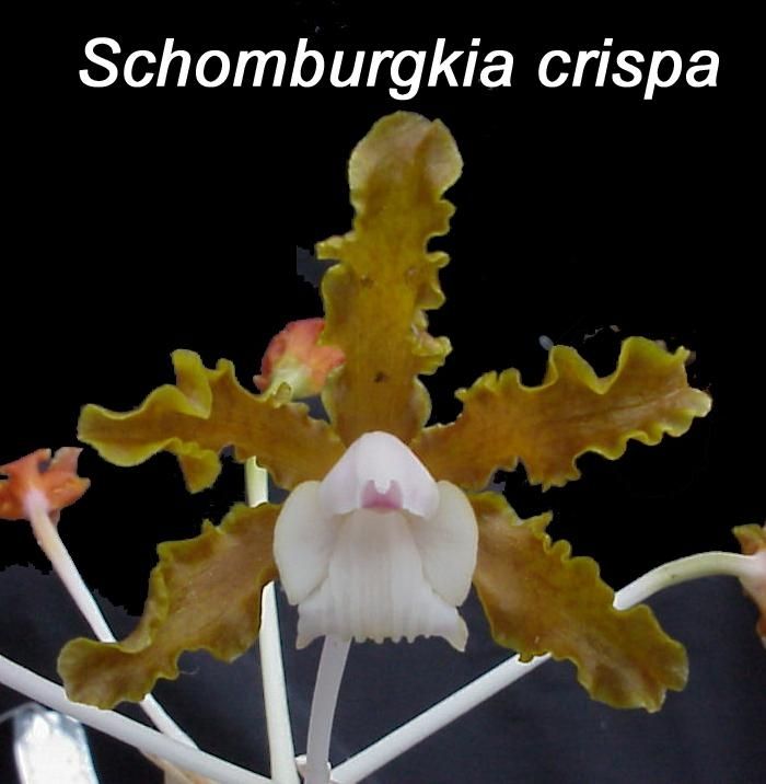 Schomburgia Crispa