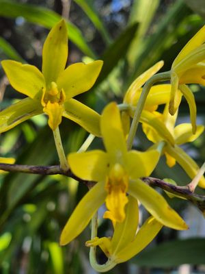 ANSELIA africa ANSELIA africa