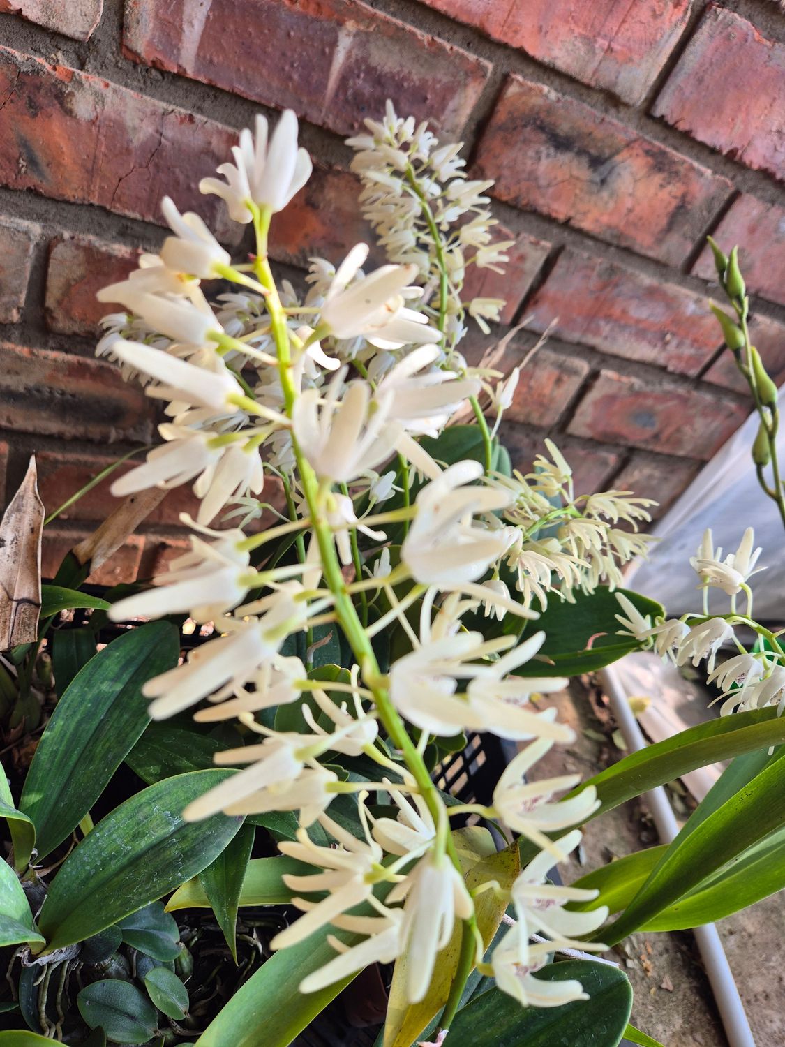 Dendrobium speciosum white flower Dendrobium speciosum white flower