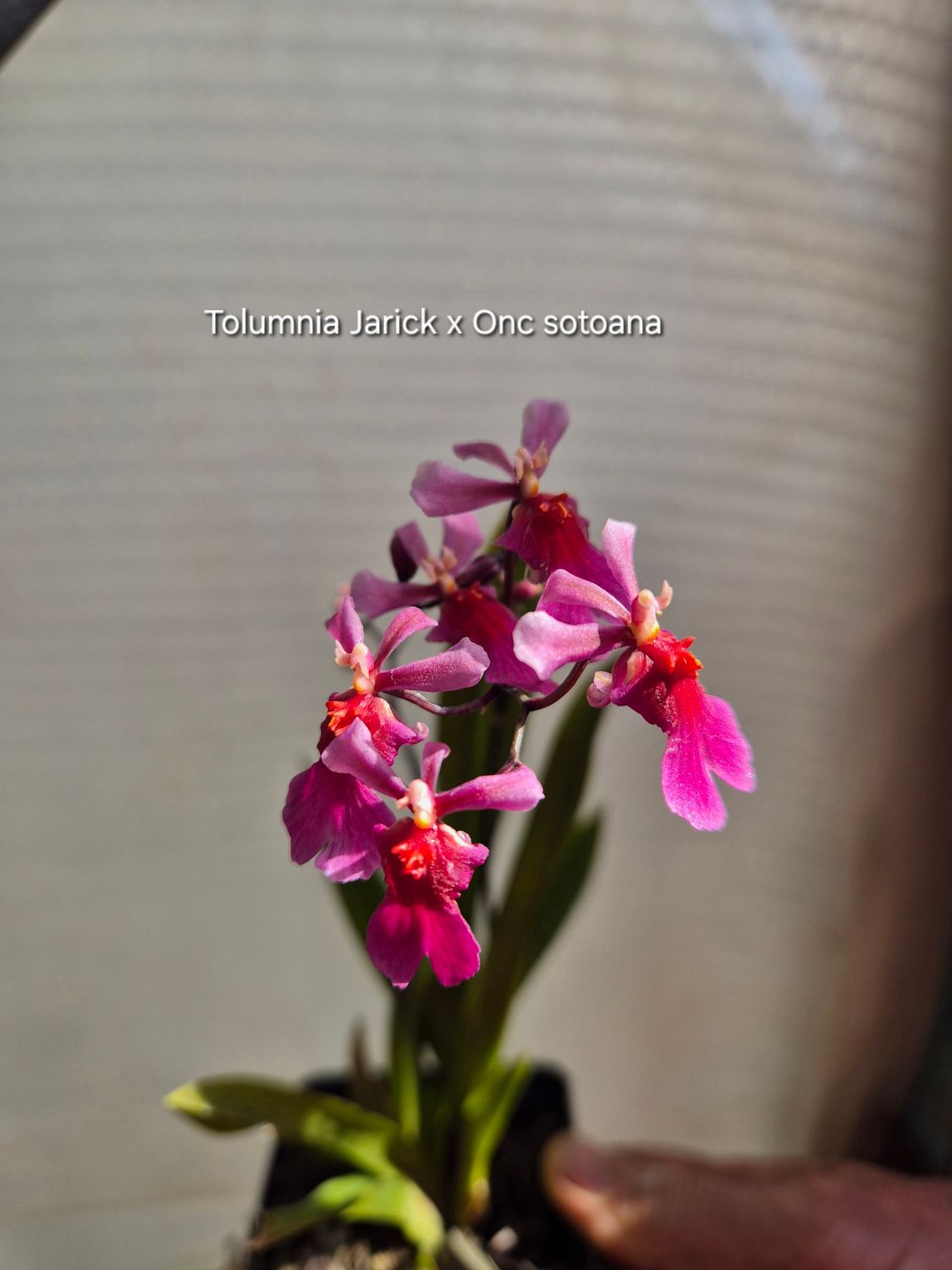 Oncidium Tolumnia Jairuk x Onc. Sotoana