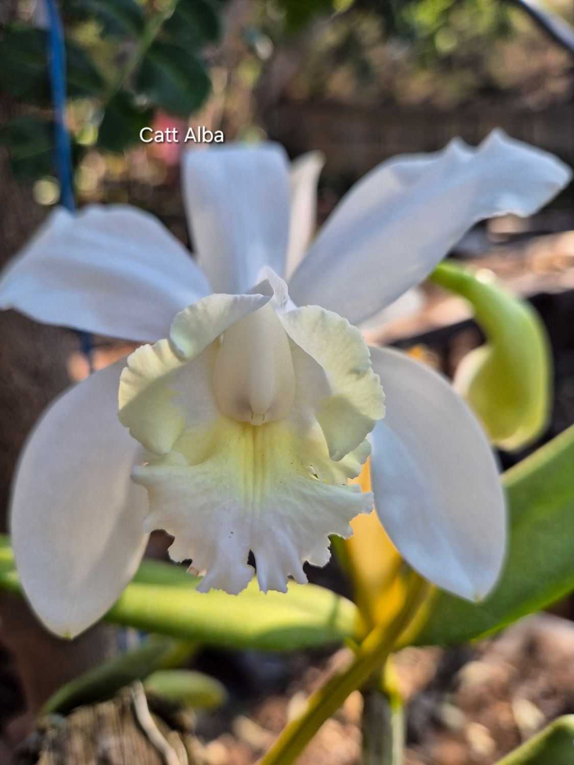 Cattleya Alba mounted