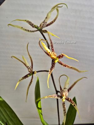 Brassia Tosiane