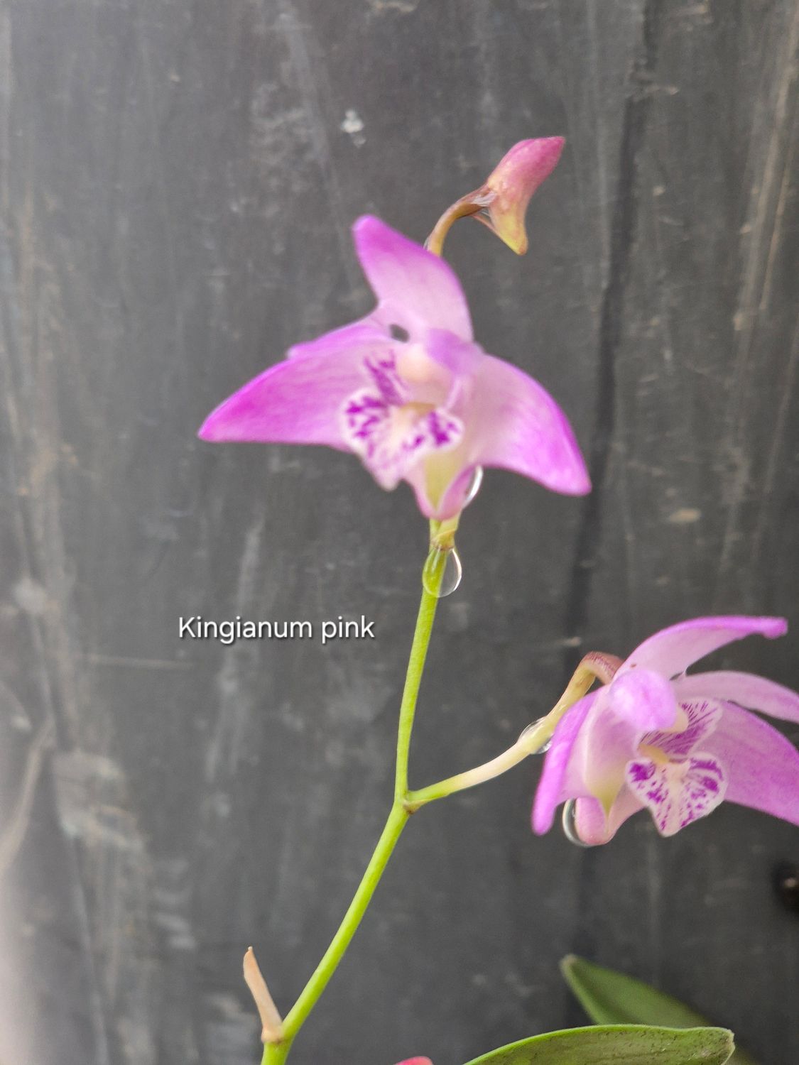 Dendrobium Kingianum pink