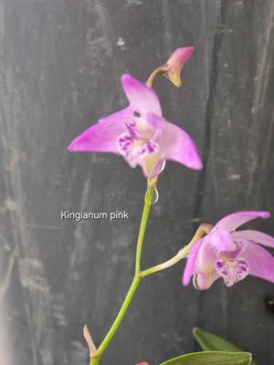 Dendrobium Kingianum pink