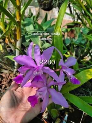 Laelia Intermedia species