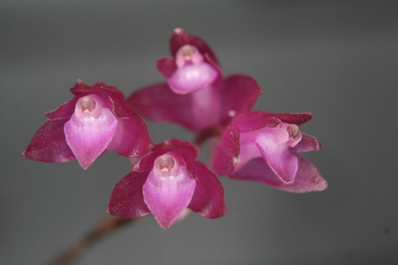 Nageliela Purpurea