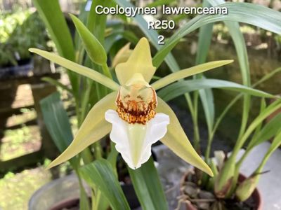 Coelogynea Lawrensiana