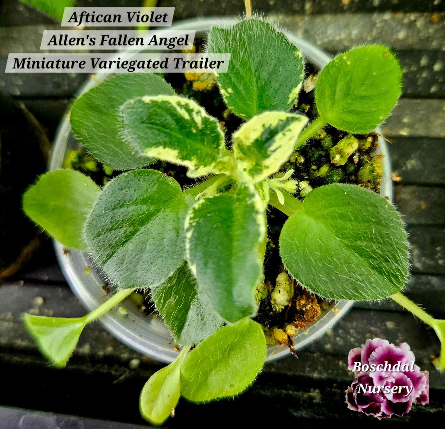 Allens Fallen Angel (Miniature Variegated Trailor) Allens Fallen Angel (Miniature Variegated Trailor)