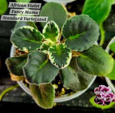African Violet Fancy Mama Variegated African Violet Fancy Mama Variegated