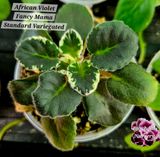 African Violet Fancy Mama Variegated