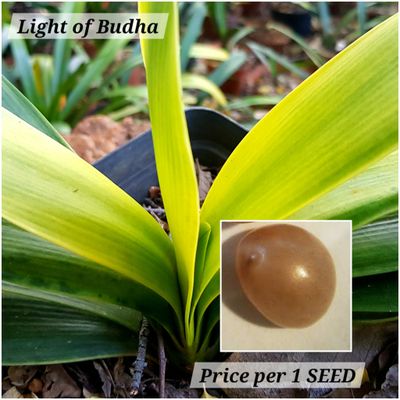 SEED Light of Budha x Self (1pack=3seeds)