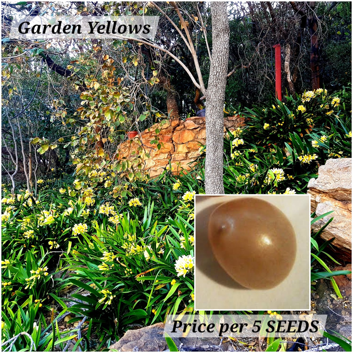 Seeds Clivia Miniata Yellow (1 pack = 3seeds)