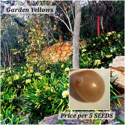 Seeds Clivia Miniata Yellow (1 pack = 3seeds)