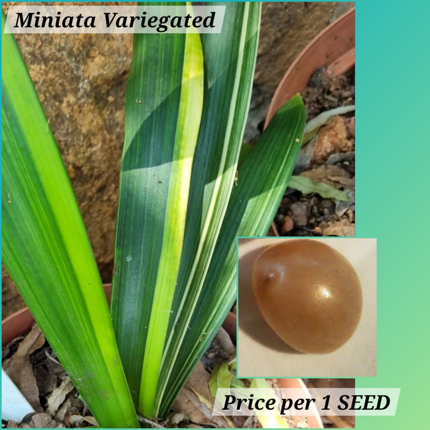 SEED Variegated (Orange) x Self 1 seed