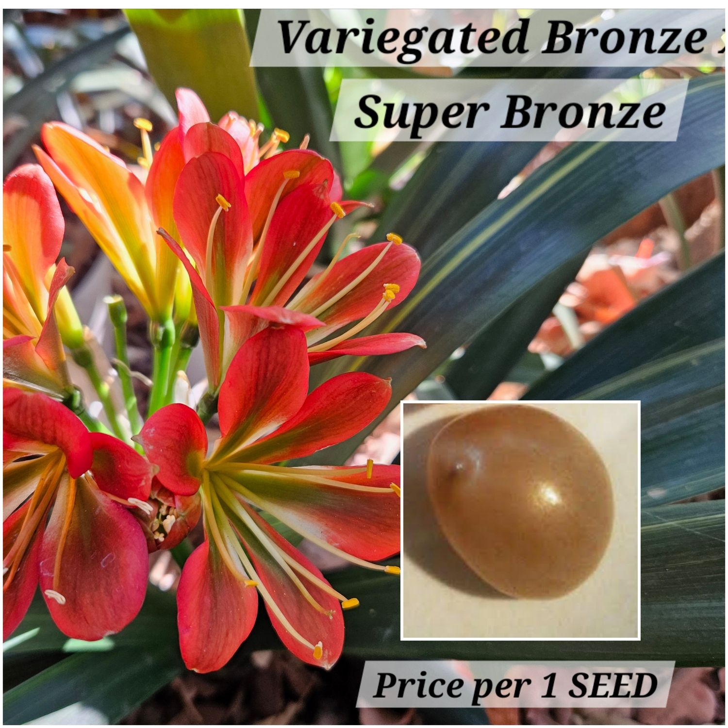 SEED (Variegated Bronze x Super Bronze) x Self (1pack=3seeds)