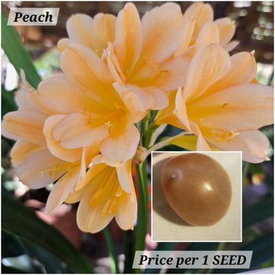 SEED Peach/Apricot (1pack=3seeds)