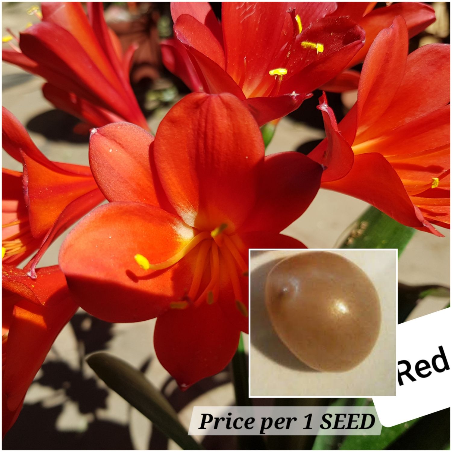 SEED Red (1 pack=3 seeds)
