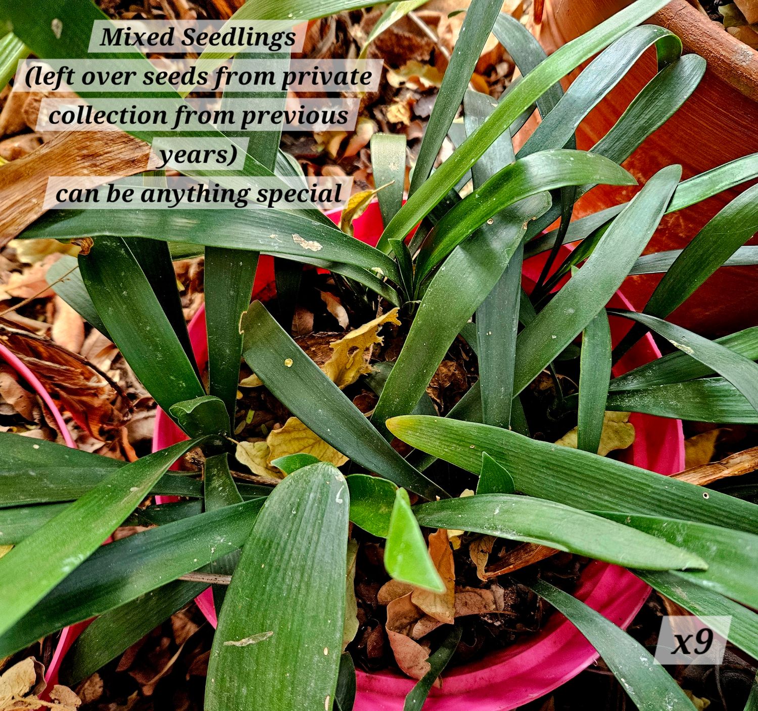 Clivia Seedling Mixed