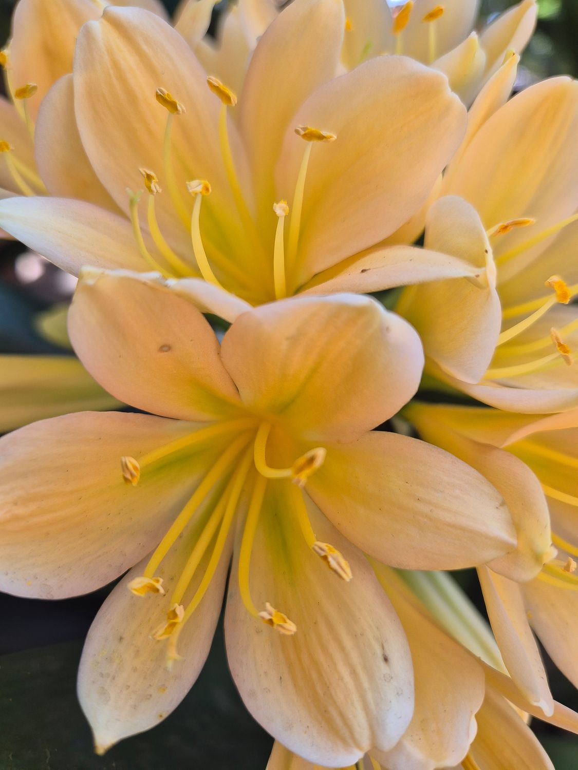 Yellow with a blush of pink