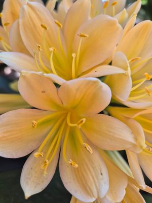 Yellow with a blush of pink