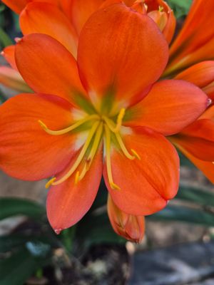 Clivia Orange Green center