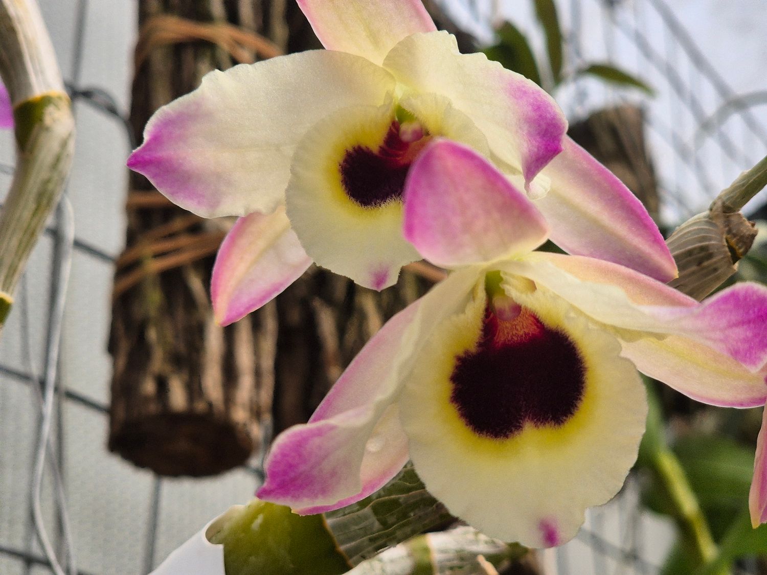 Dendrobium oriental paradise Dendrobium oriental paradise