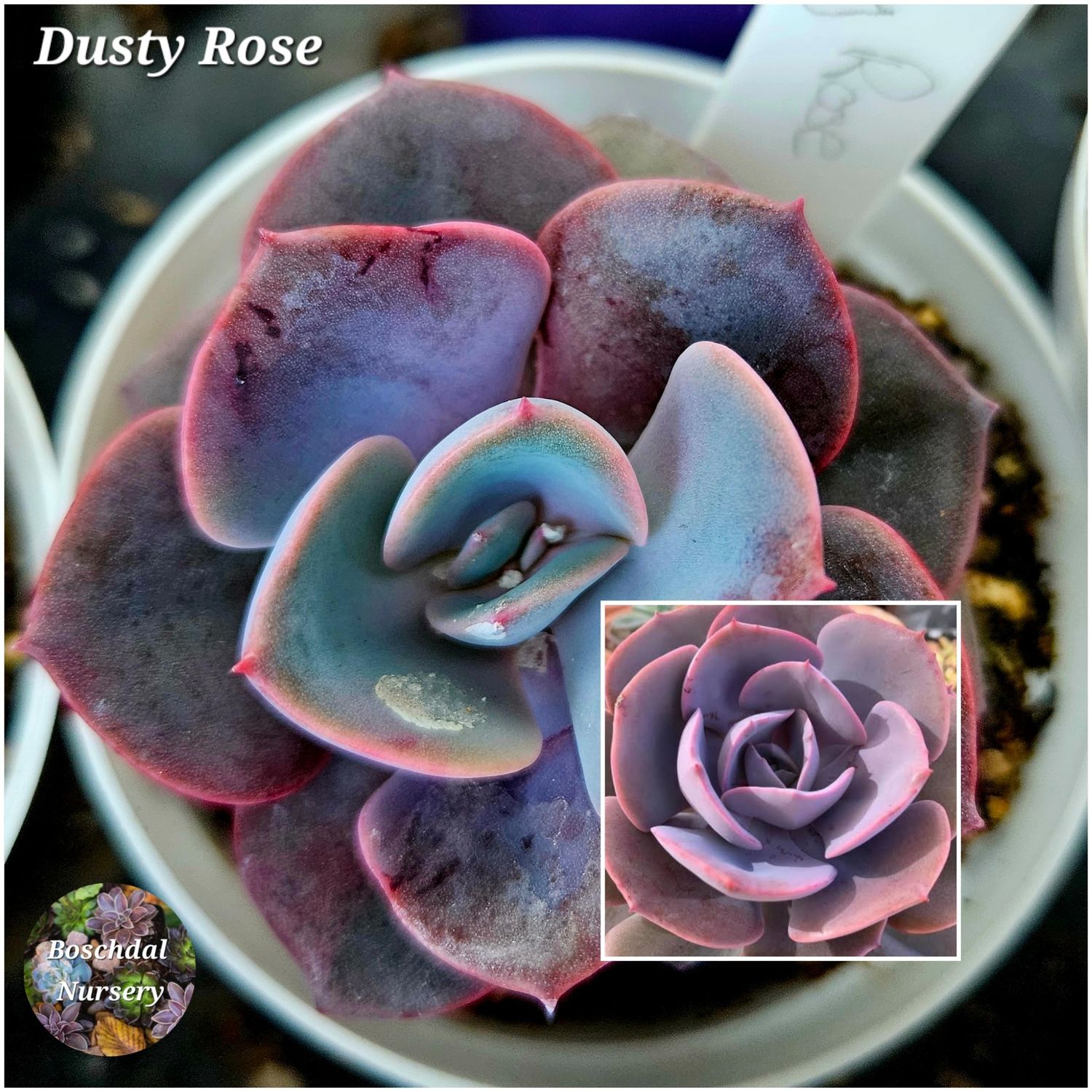 Echeveria Dusty Rose