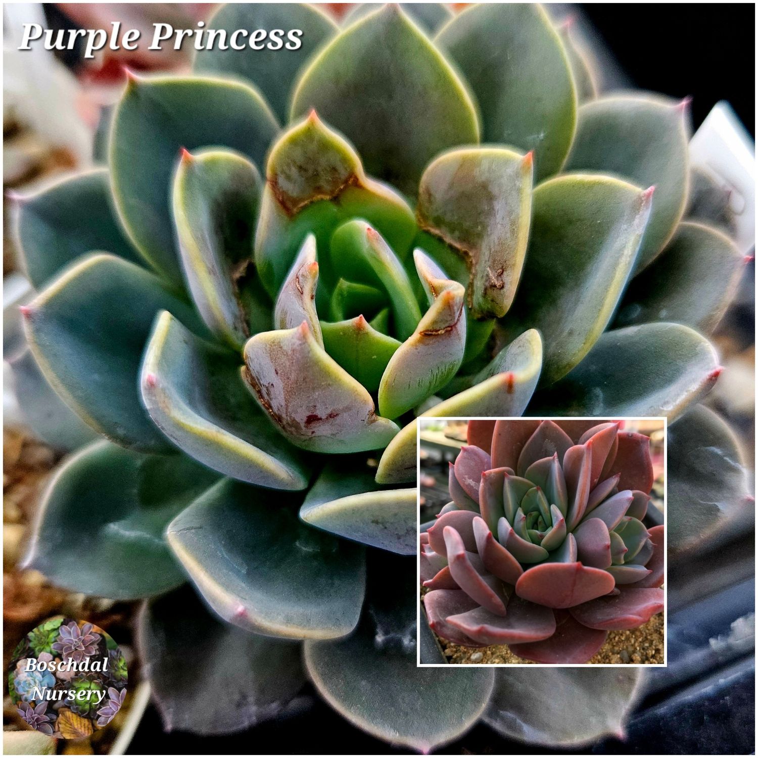 Echeveria Purple Princess