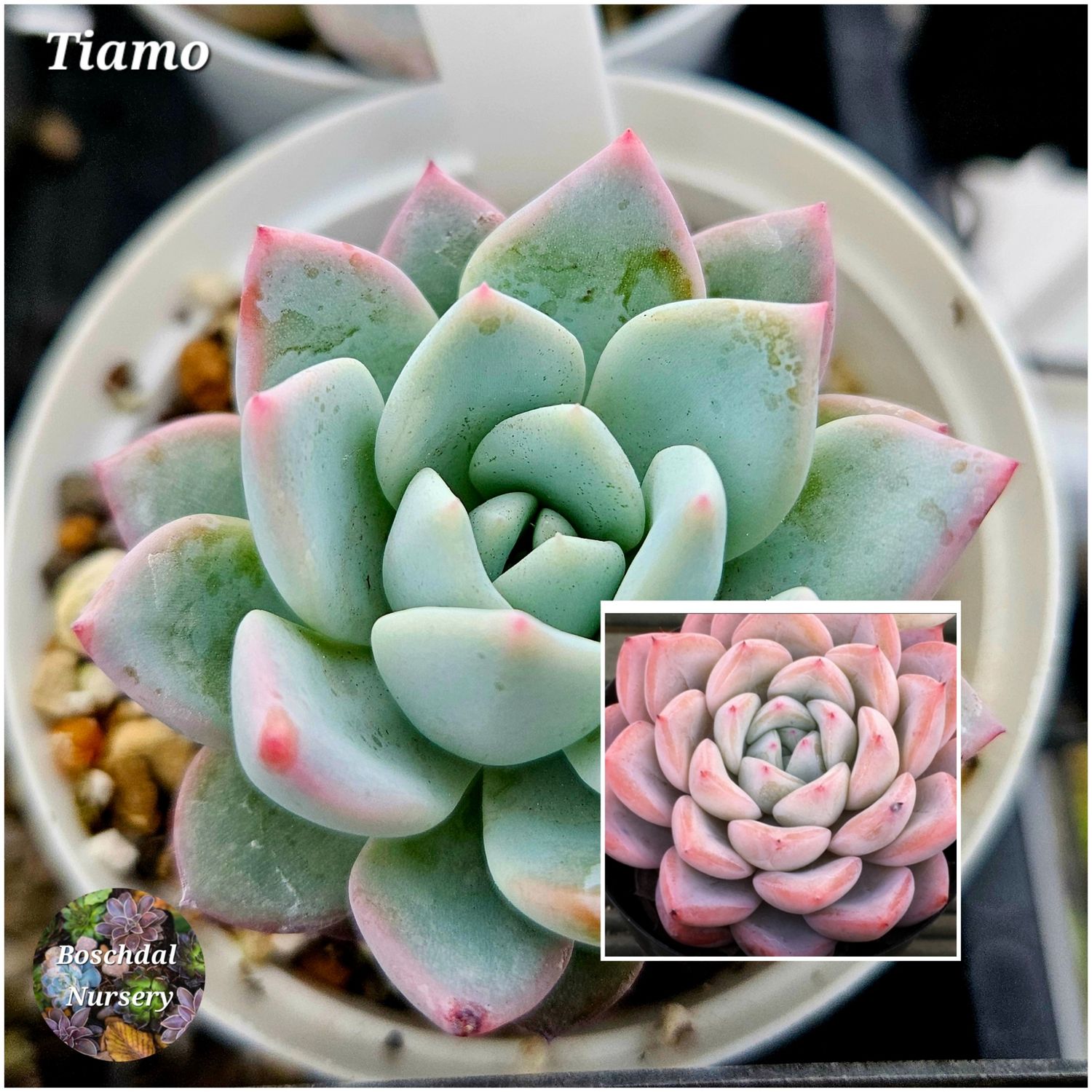 Echeveria Tiamo