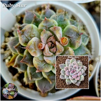 Echeveria Ruby Star