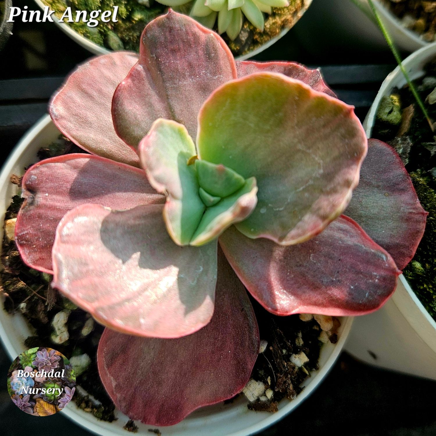 Echeveria Angel Wings/Pink
