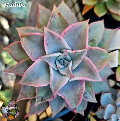 Echeveria Madiba