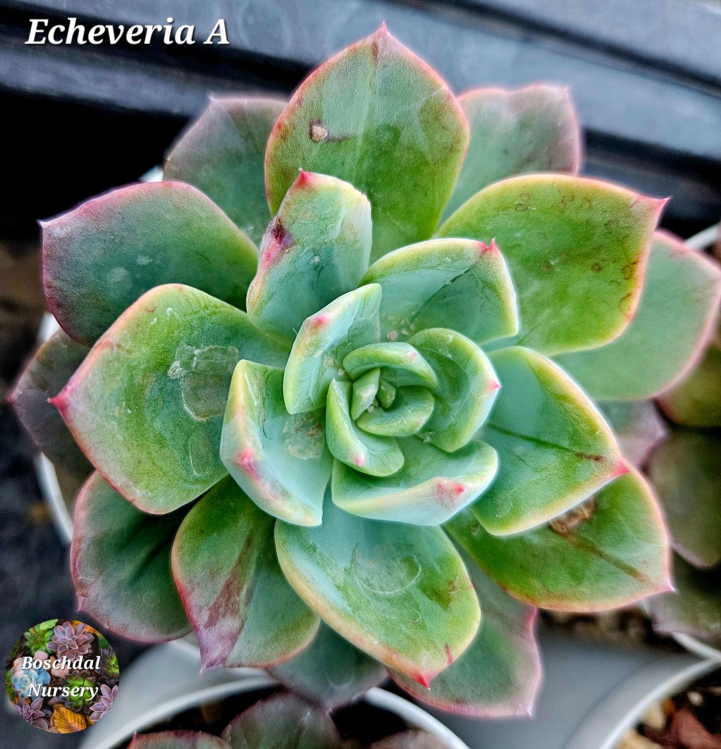 Echeveria Noid