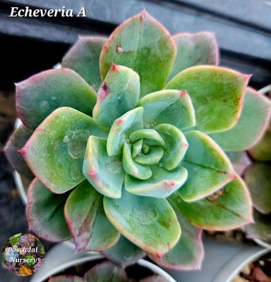 Echeveria Noid Echeveria Noid