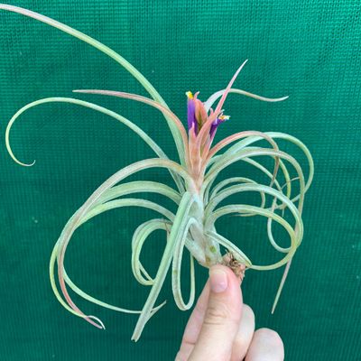 Tillandsia Ionantha Califano